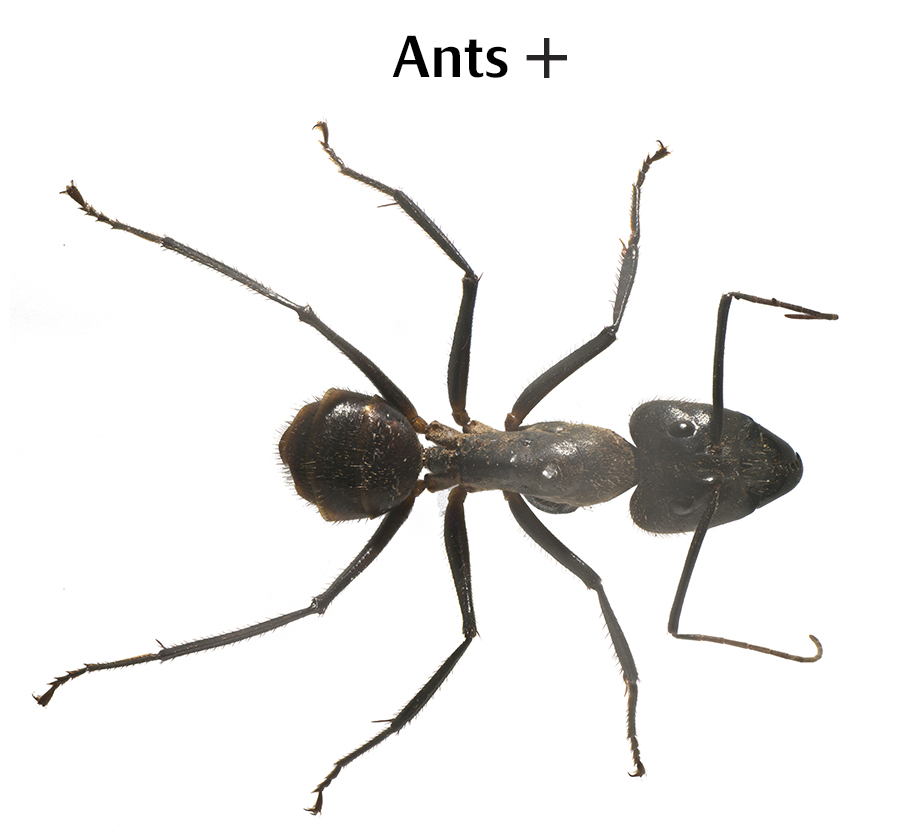 Camponotus